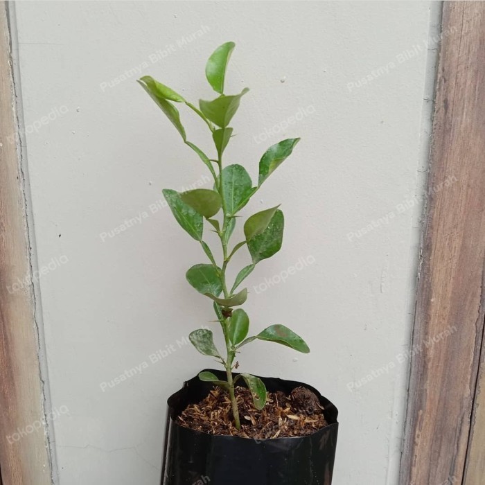 Bibit Tanaman Buah Jeruk Purut-Bibit Pohon Daun Jeruk Purut-Daun Bumbu