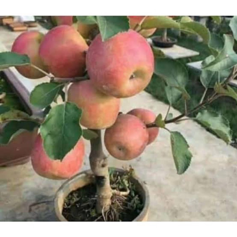 bibit apel fuji cangkok batang super besar cepat berbuah