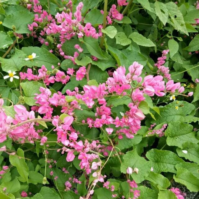 Tanaman hias air mata pengantin - bunga air mata pengantin - tanaman rambat air mata pengantin