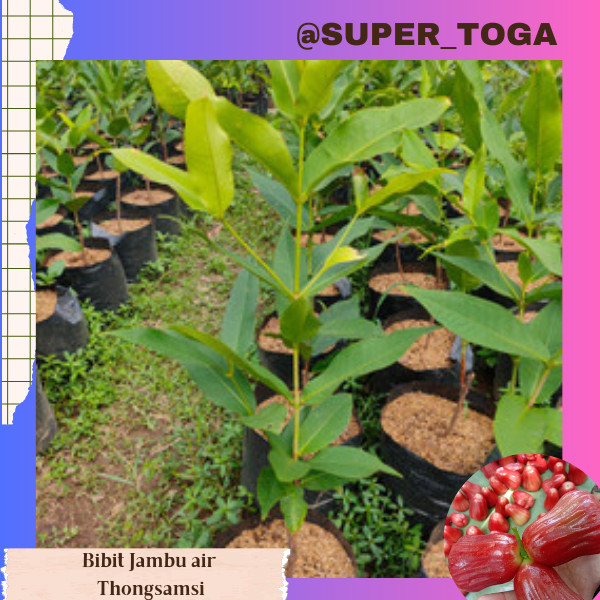BIBIT JAMBU AIR THONGSAMSI OKULASI CEPAT BERBUAH bibit jambu air tongsamsi okulasi