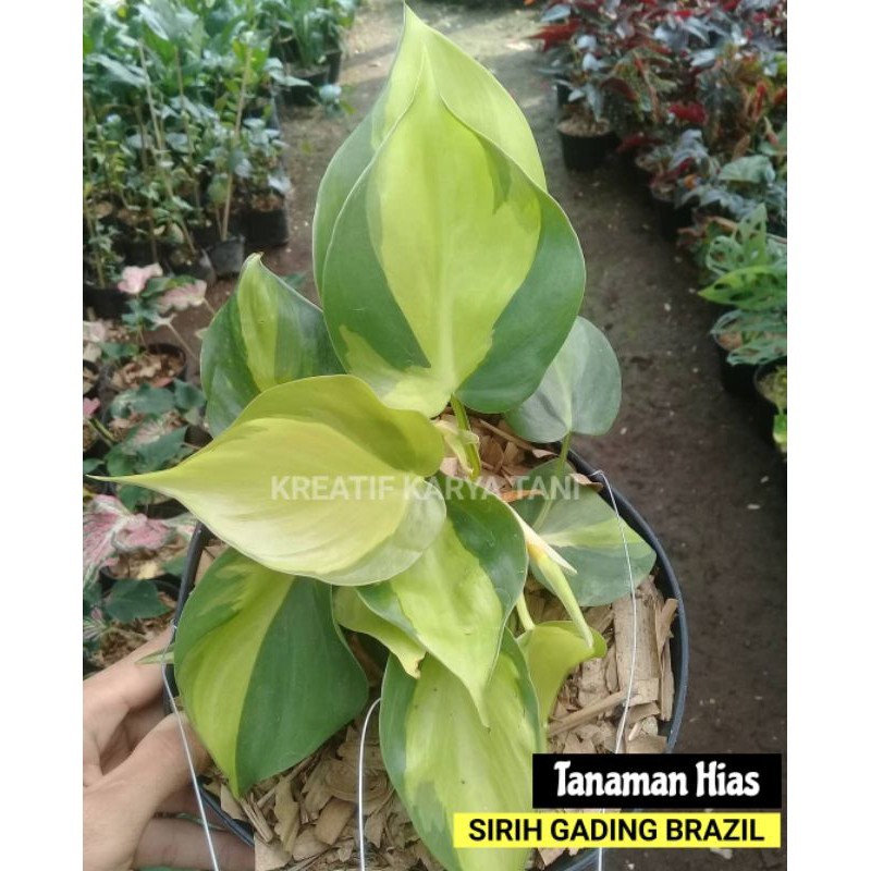 TERLARIS NO1 Sirih gading brazil - Tanaman hias sirih gading brazil - Sirih Brazil