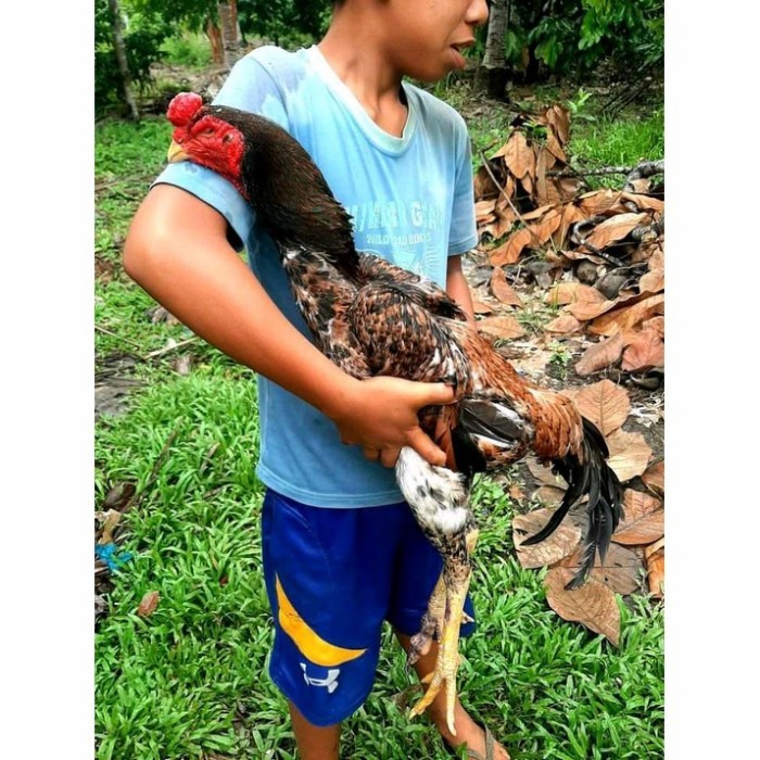 

Telur ayam bangkok shamo jepang / ayam petarung aduan bisa ditetaskan