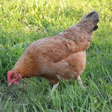 

Telur ayam elba / telur ayam hias / telur ayam fertil siap cod