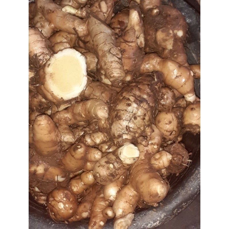 

Pala Tinggi Abu-Abu