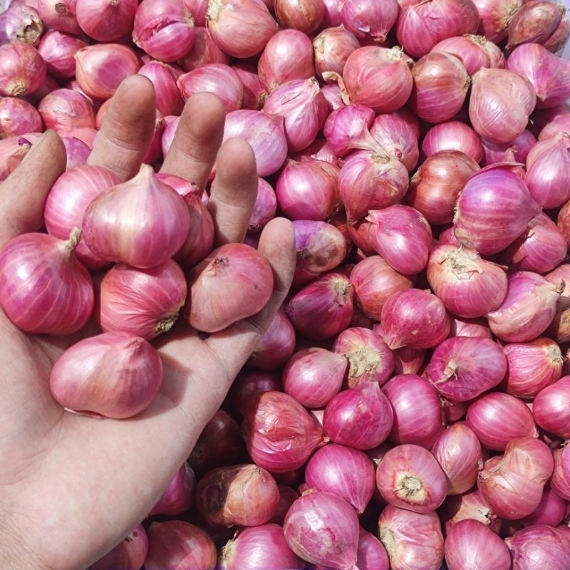 

Bawang Merah Bima Super Ukuran Sedang dan Besar