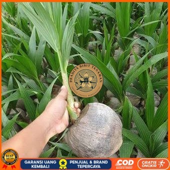 Bibit Kelapa Hibrida Hijau Jumbo Asli Bibit Tanaman Super Unggul PRADITA BIBIT TANAMAN