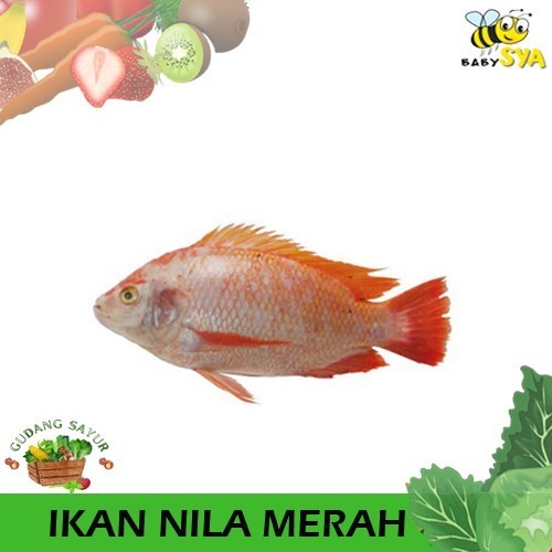 

Ikan Nila Merah 500gr Ikan Segar Bekasi Jakarta Timur Utara Selatan Pusat Dibersikan