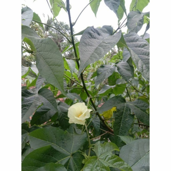 Daun kapas segar perlembar