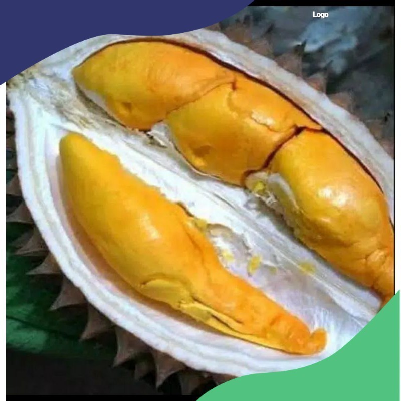 BIBIT DURIAN SUPER TEMBAGA BANGKA