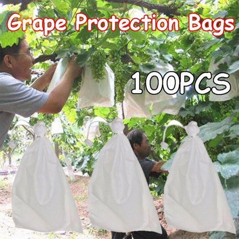 100PCS Fruit Cover Paket Brongsong Buah Anggur Transparan Anti Air Brongsong Buah Buaha Kelengkeng J