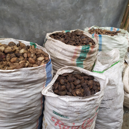

(Terminalia catappa) buah biji ketapang kering 10 kg