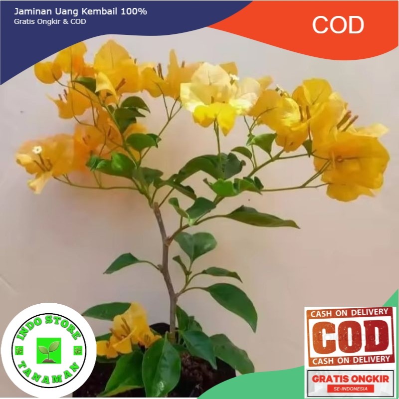 BUGENVIL Tanaman hias bougenville monalisa kuning - bougenville bunga kuning