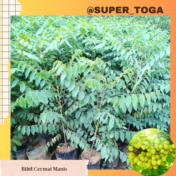 TANAMAN Cermai bibit cerme bibit cermai manis