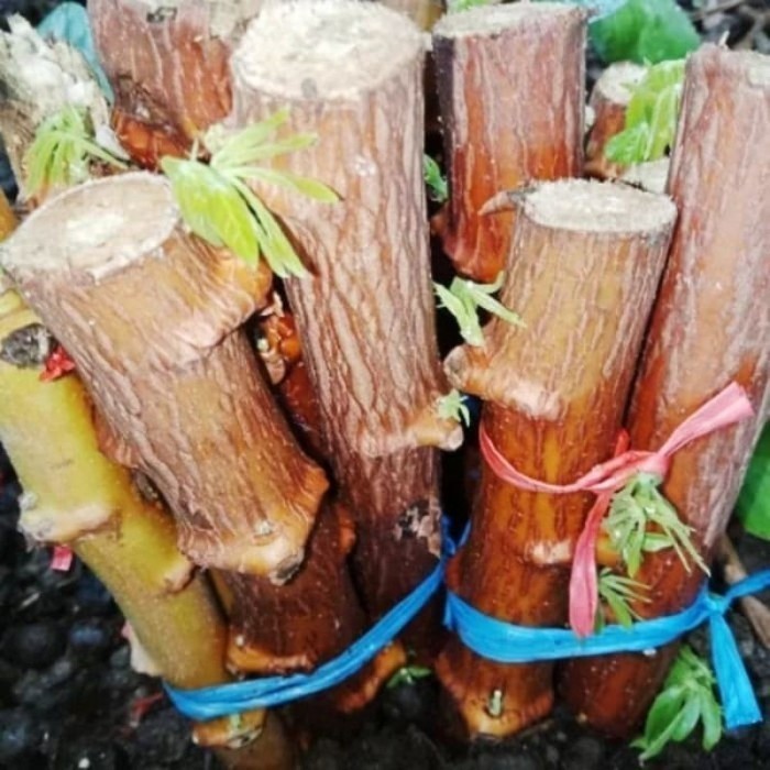 

silahkan COD bibit singkong benih ketela pohon bibit umbi kayu