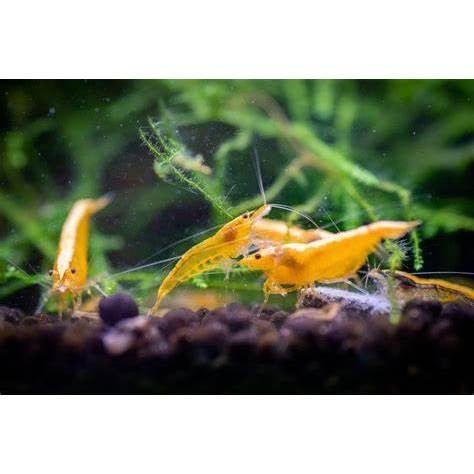 Paket Tanaman Udang Yellow Fire 10 Hias Aquascape