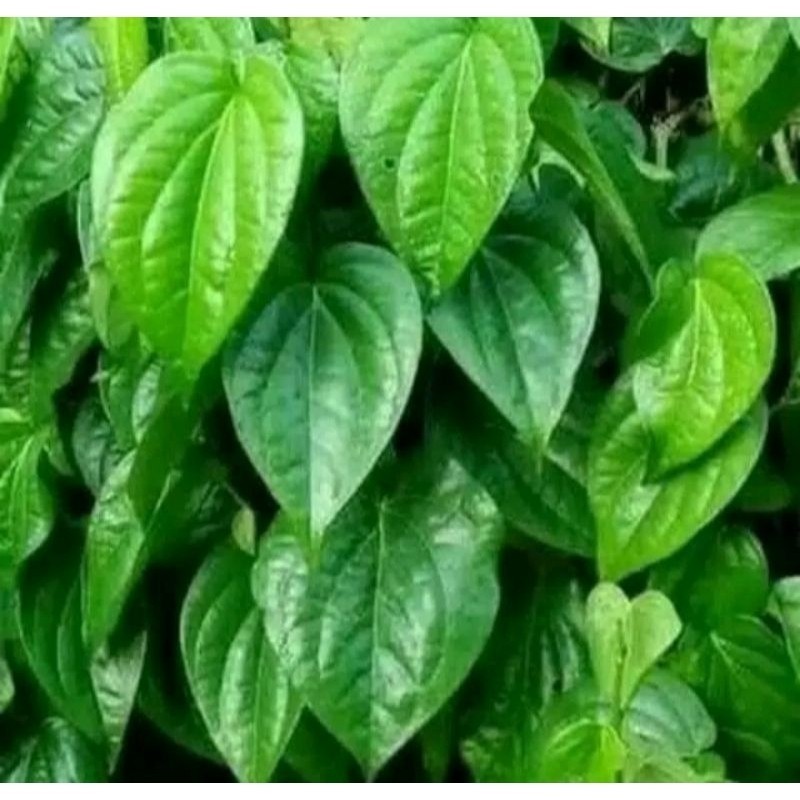 

daun sirih segar herbal alami 100 lembar fresh