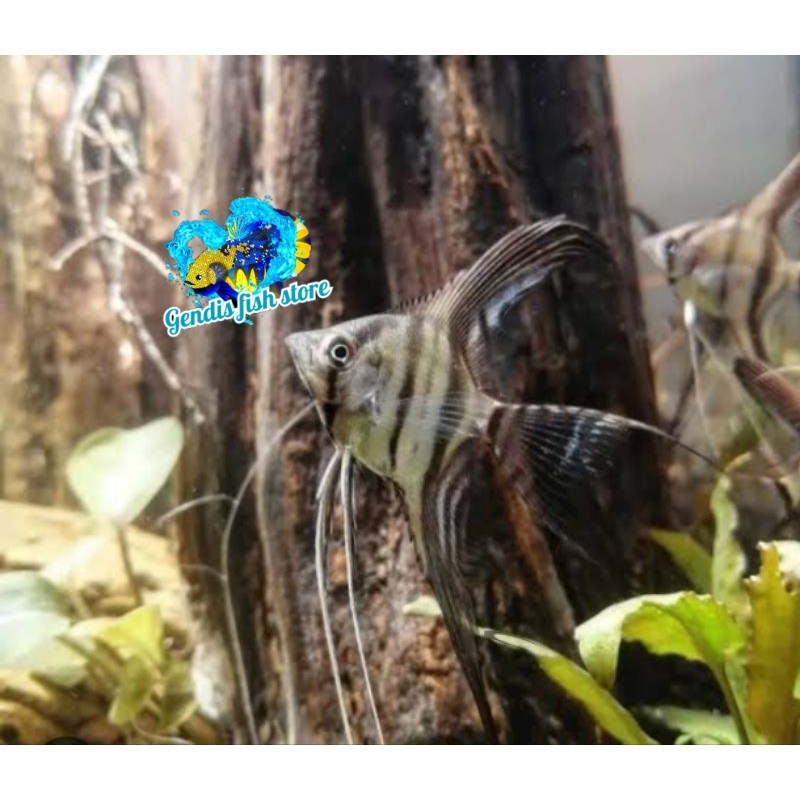 BIGSALE  menpis altum slayer manfish murmer bergaransi