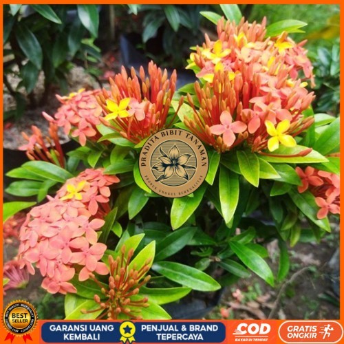 Bibit Tanaman Hias Bunga Asoka Orange Berbunga | Bibit Bunga Asoka Oren Bibit Tanaman Super Unggul P