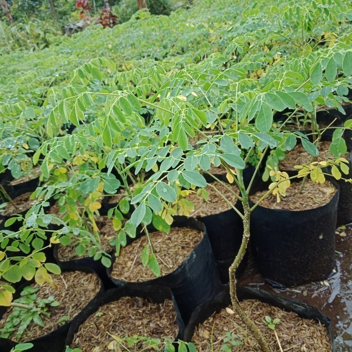 Bibit Tanaman Pohon Daun Kelor - Daun Kelor - Tanaman Kelor