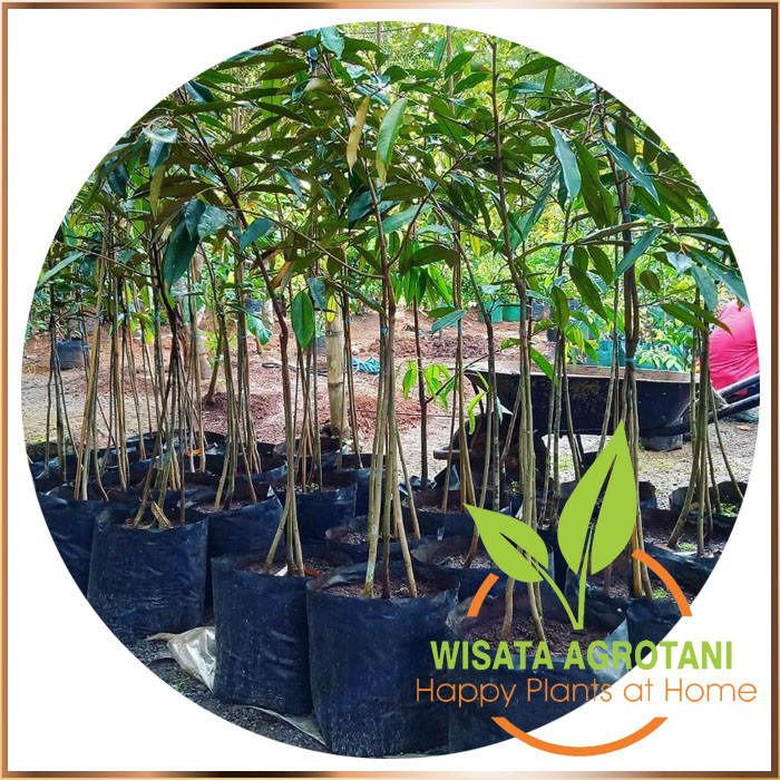 Bibit Durian Musanking Hasil Sambung/ Pohon Durian Kaki 10/ Durian Kaki Sepuluh Musangking Ready Sto