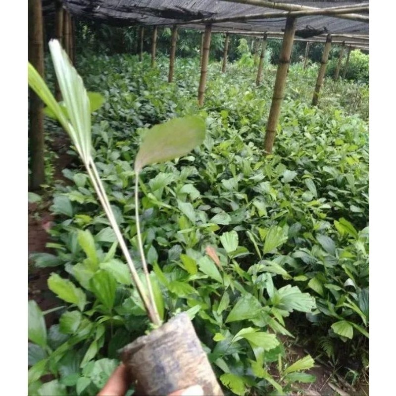 Paket 20 bibit Aren Genjah / Bibit Pohon Aren Genjah / Bibit Aren Genjah Asli 100% BERKAH STORE