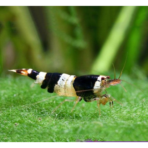 Udang Hias Hitam Aquascape Black Bee Caridina