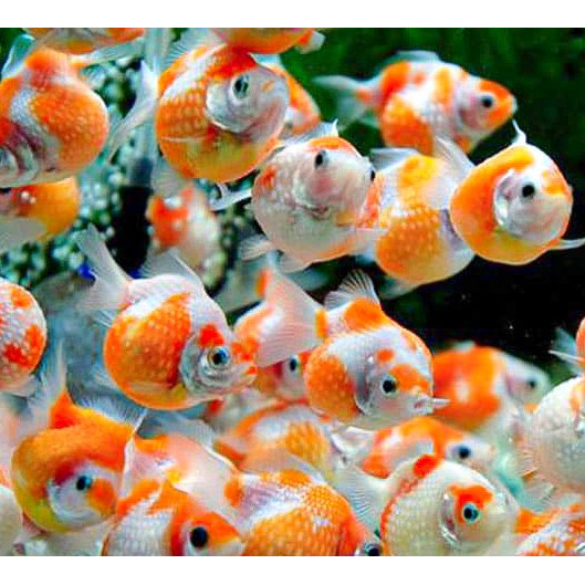 Koki Mas Mutiara / Ikan Hias Aquascape Air Tawar / Ikan Koki Goldfish