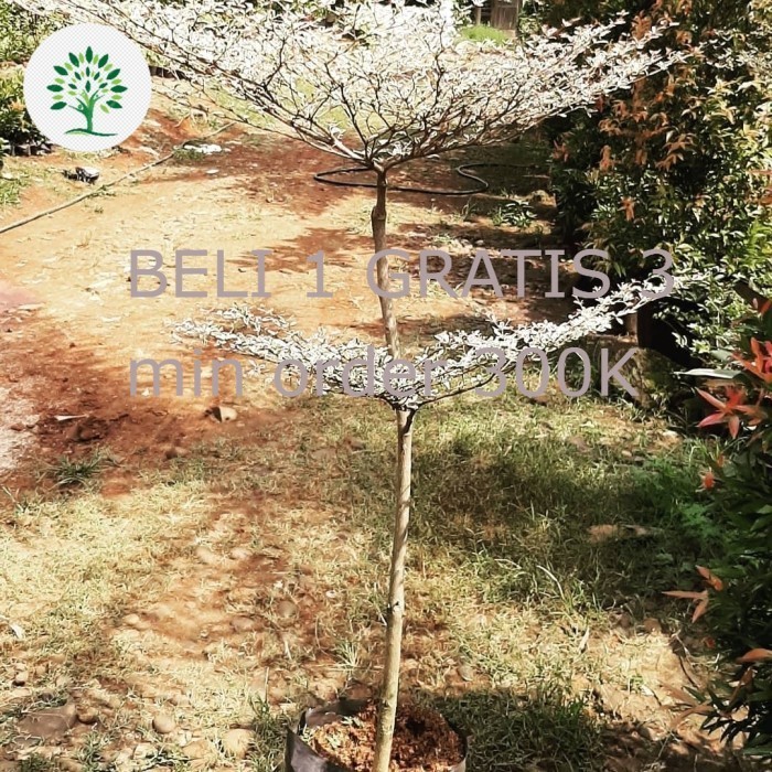 pohon hias ketapang varigata - bibit tanaman ketapang hias varigata