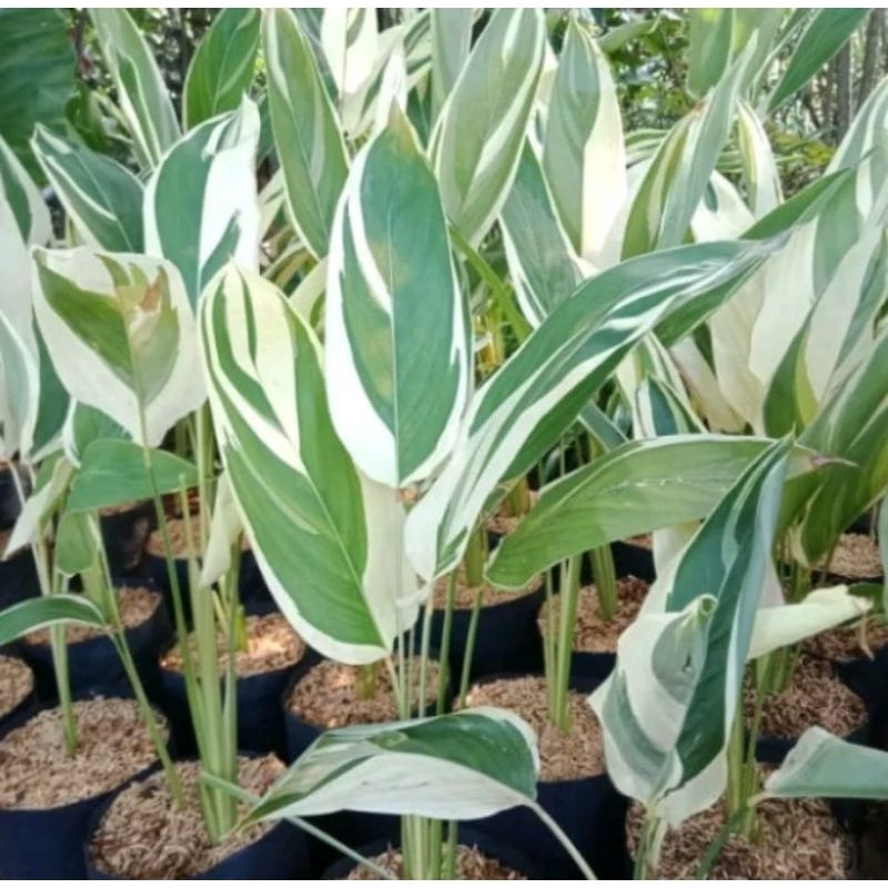 Tanaman hias garut patat varigata - tanaman hias ubi patat Cantik murah