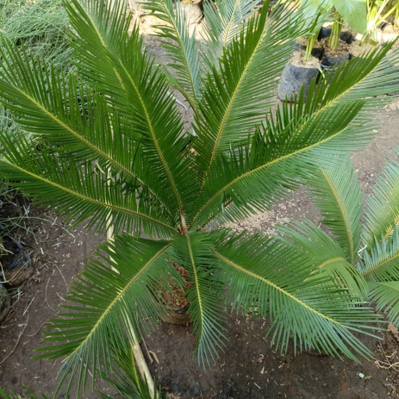 tanaman hias sikas pohon sikas tanaman palem sikas