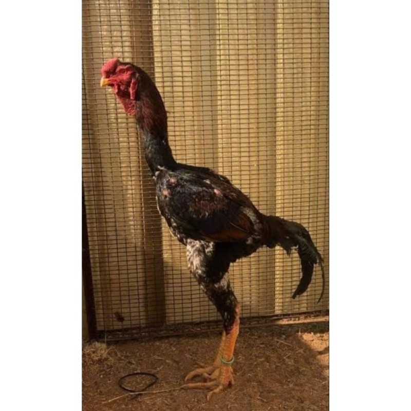 

TELUR AYAM MALAY UNTUK DI TETASKAN