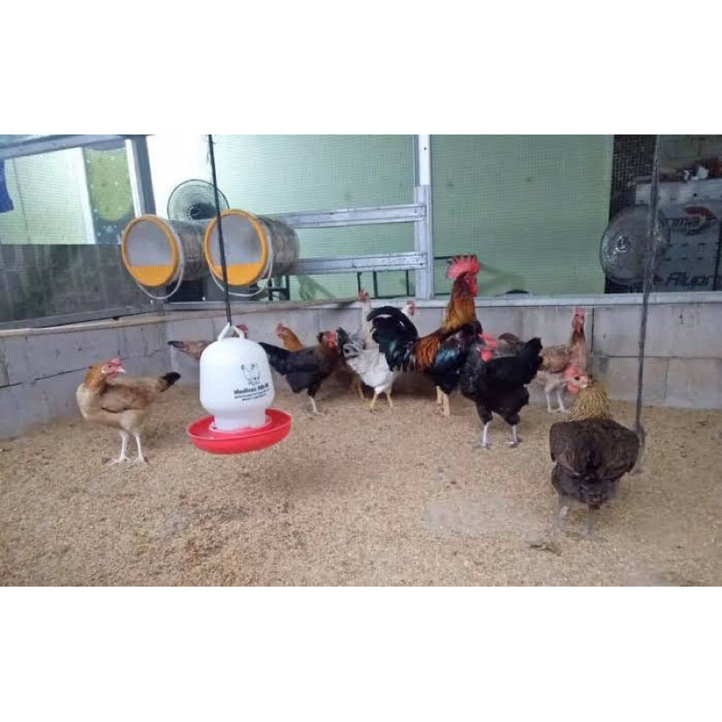 

TELUR FERTIL AYAM AKY YUDISTIRA INDUKAN MULTIGUNA TERSELEKSI UNTUK DITETASKAN