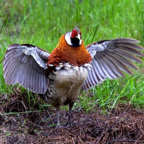 

Telur ayam hias ringneck elliot pheasant fertil siap ditetaskan