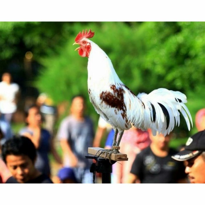 

Telur ayam ketawa dangdut slow gretek fertil asli siap ditetaskan