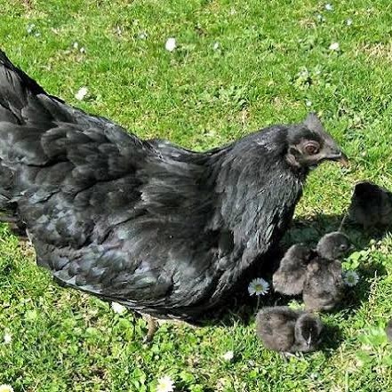 

Telur ayam hias cemani lidah hitam fertil siap ditetaskan - ayam cemani