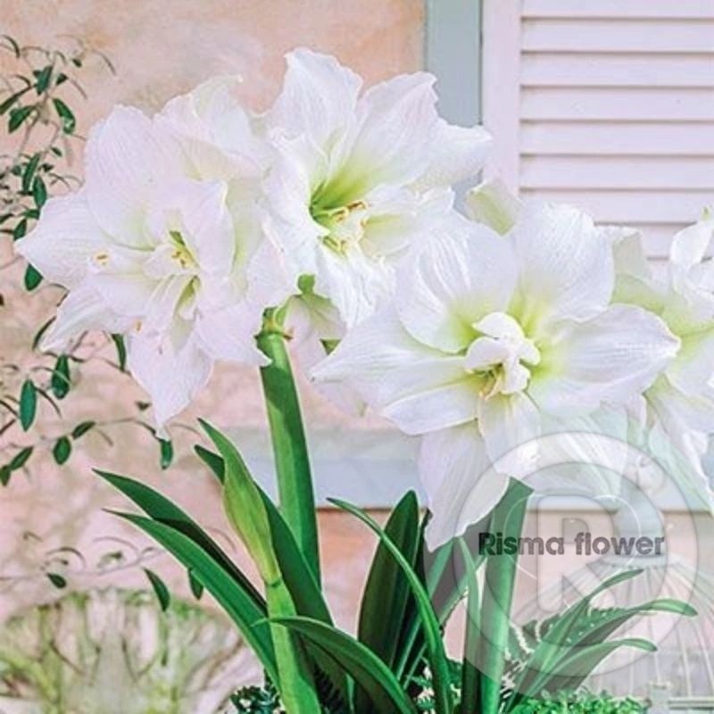 For saleBUNGA BAKUNG AMARILIS BESAR BUNGA PUTIH / TANAMAN HIAS POHON BAKUNG AMARILIS BUNGA BESARbisa