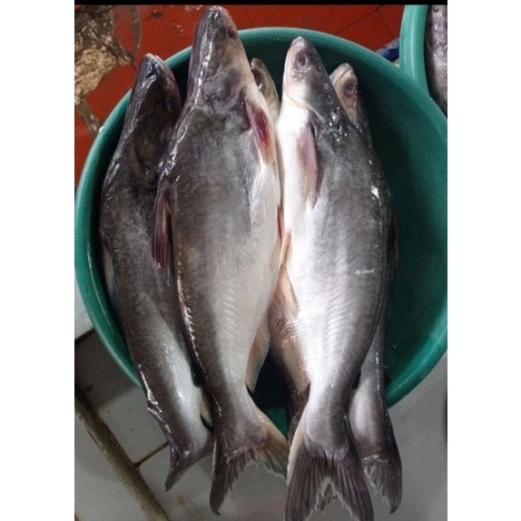 

Ikan Patin - BEST Fresh food