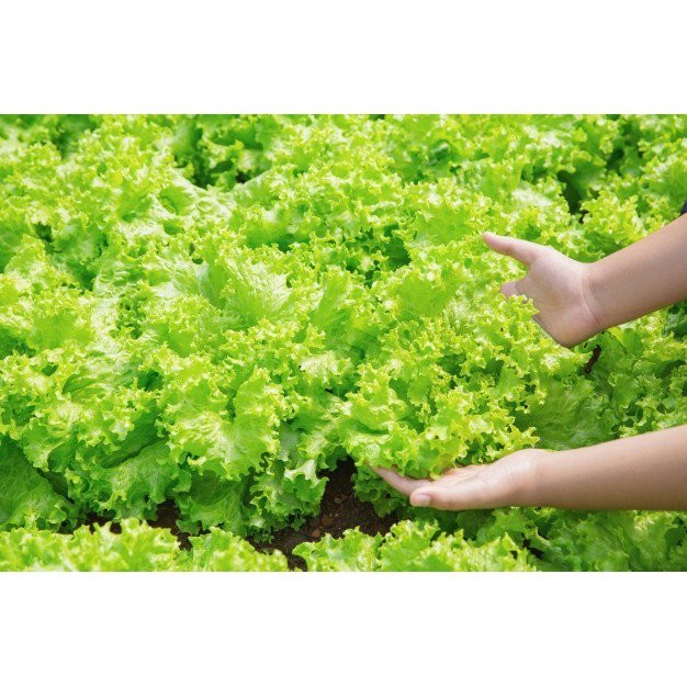 150± Biji - Benih Selada Keriting hijau seed Benih Selada Hijau Keriting