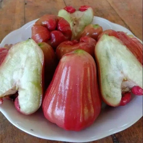 Bibit jambu air kusuma merah (Syzygium aqueum )- bibit buah jambu kusuma merah - bibit jambu merah t