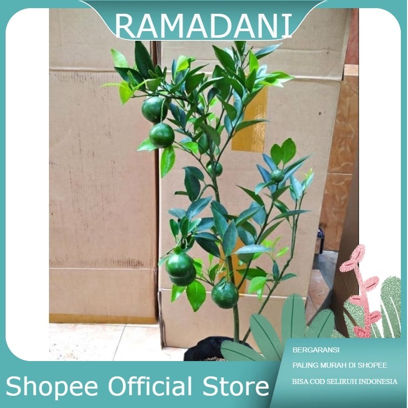 Bibit jeruk kasturi konisi sudah berbuah/ lemon cina