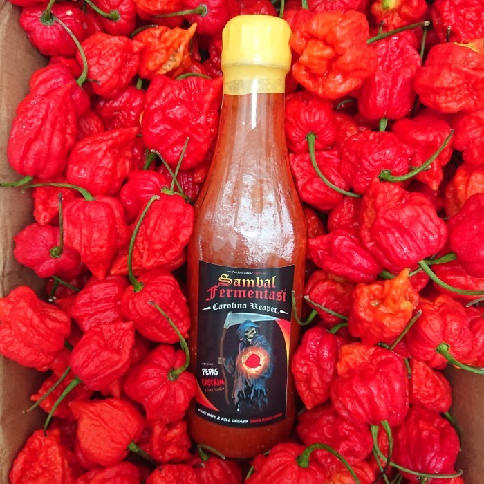 

Terbaru[Promo] Sambal Fermentasi Pedas Ekstrim Carolina Reaper - 250 ml