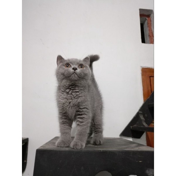BIG PROMO gambar kucing british shorthair betina