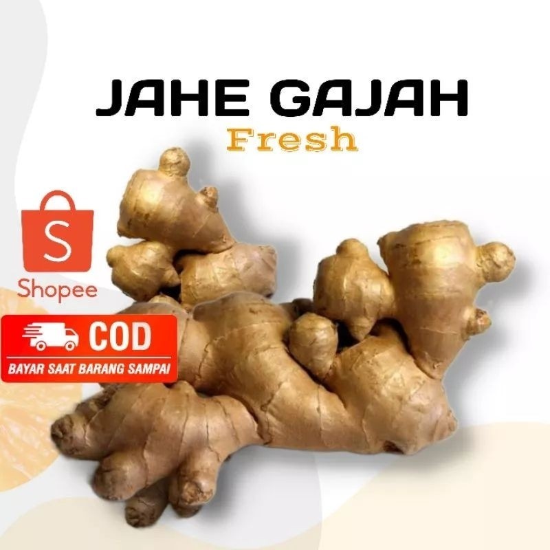 

Jahe Gajah / Jahe Putih / Jahe Gajah Fresh 1Kg ready