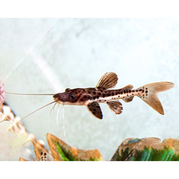 Tiger Shovelnose Catfish / Lele TSN