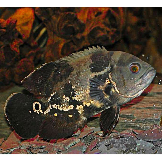 Ikan Oscar Hitam Batik / Ikan Predator / Ikan Hias Aquascape