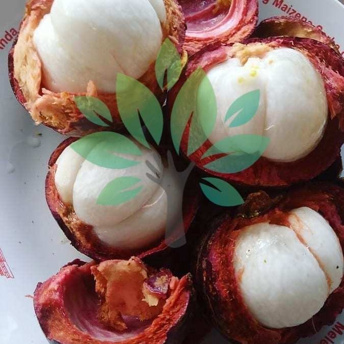 Bibit Tanaman Buah Manggis-bibit Buah Manggis Super