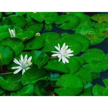 BIBIT TANAMAN TERATAI - Bunga Warna Putih | Benih Bunga Teratai | Benih Teratai
