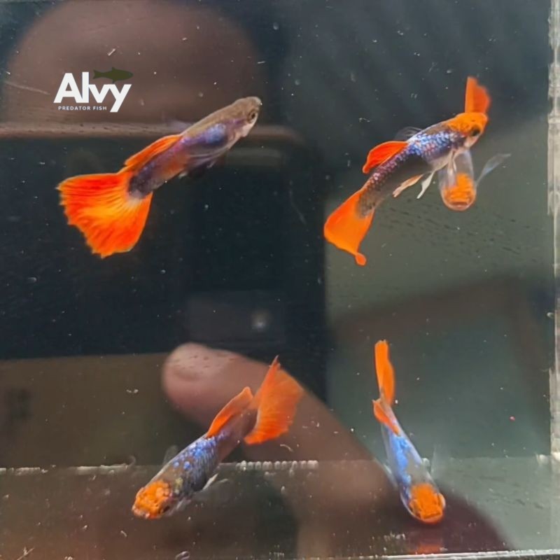 Aksesoris PROMO  Guppy Tuxedo Koi gupy gopi gupi per pasang pair bergaransi
