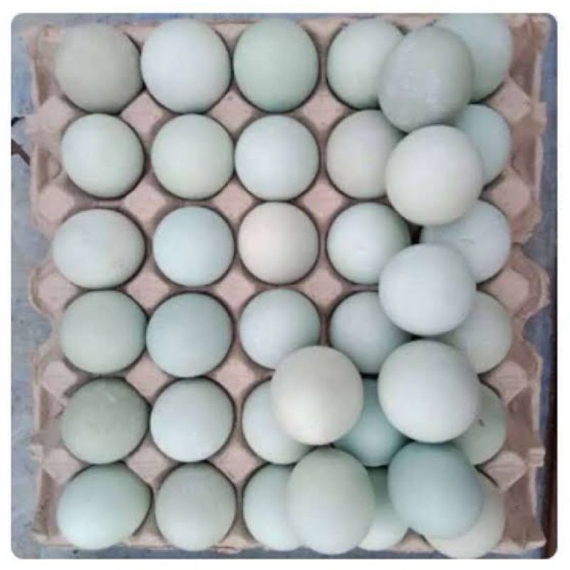 

Telur Asin Bebek 1 krat - 30 Butir