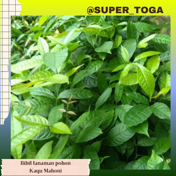 bibit pohon kayu mahoni bibit mahoni tanaman mahoni